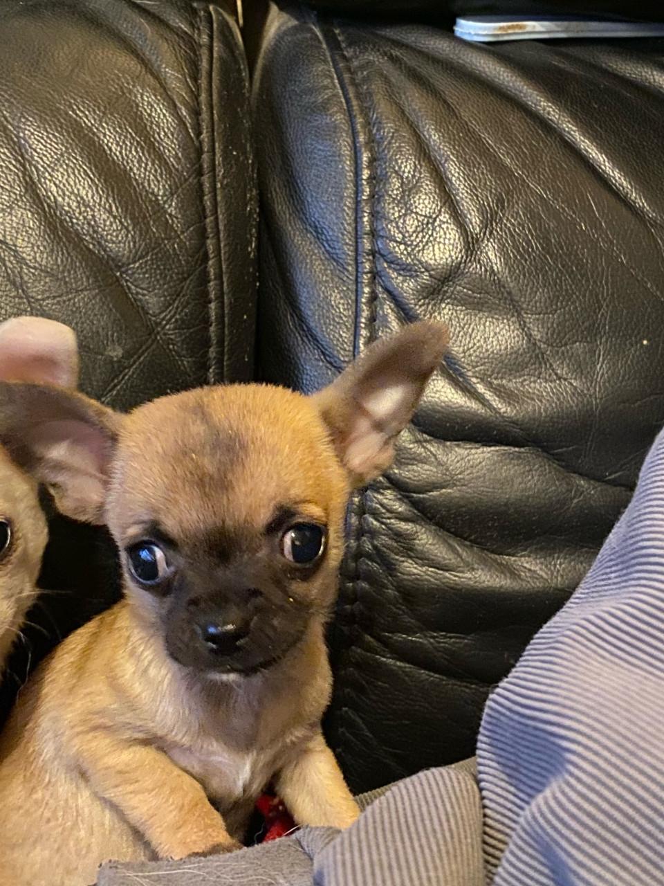 Chihuahua reutje 8 weken
