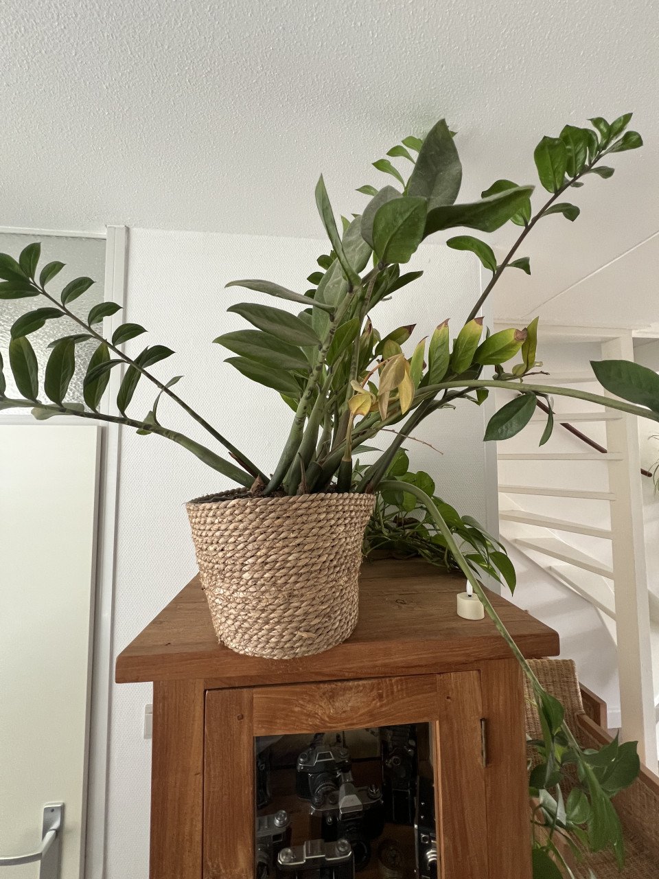 Diverse kamerplanten
