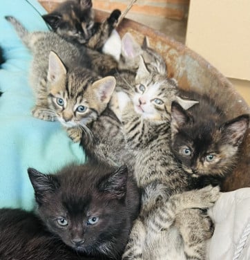Lieve boerderij kittens gratis.