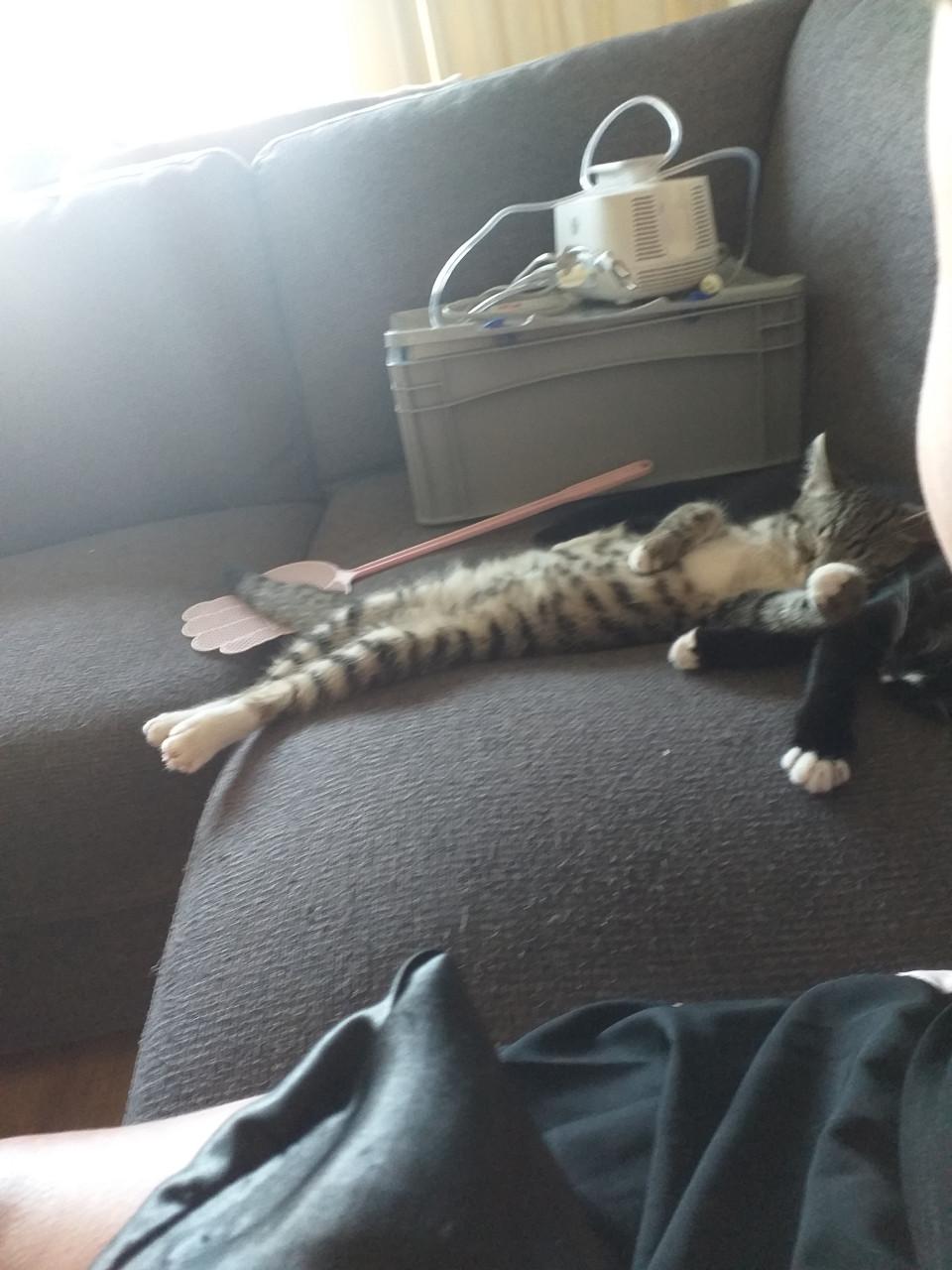 Super lieve kittens