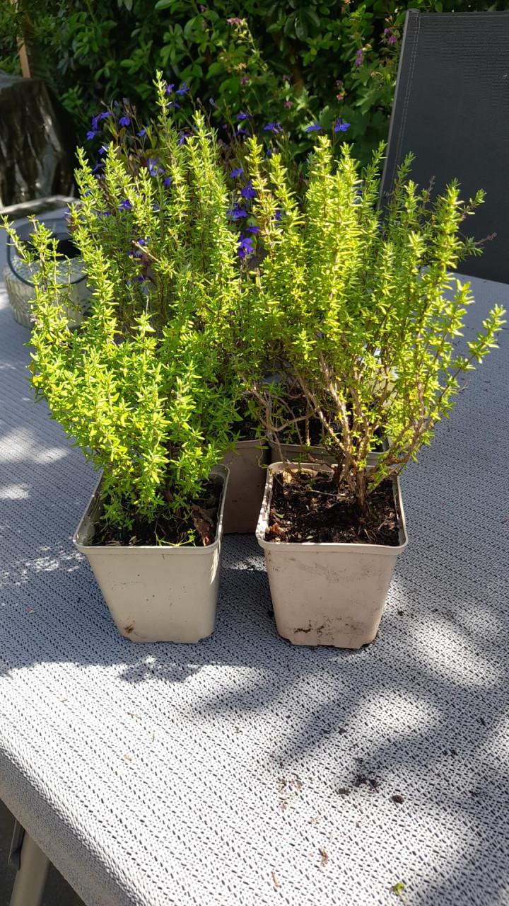 Vaste planten