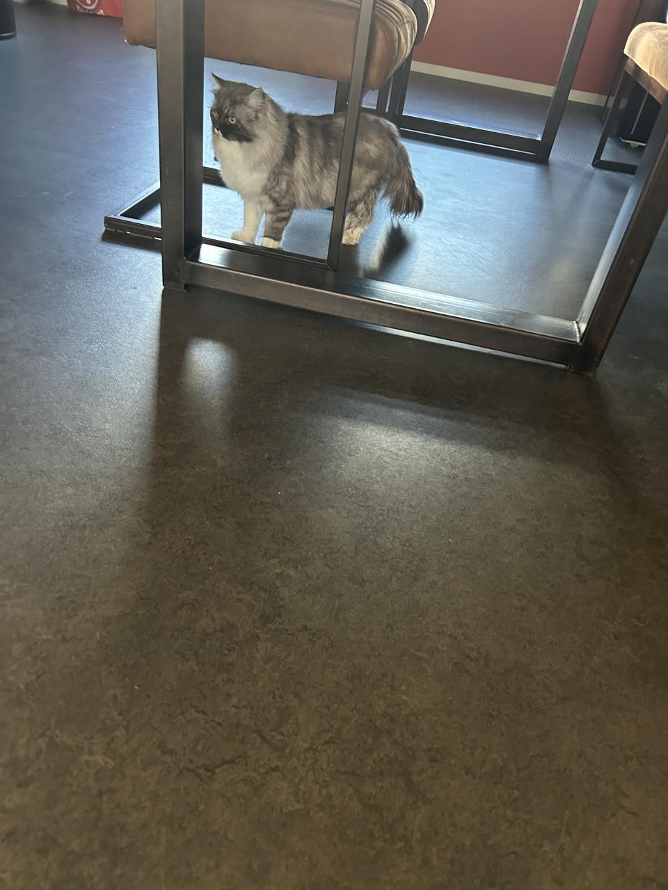 Prachtige Ragdoll kater met lief karakter net 1 jaar