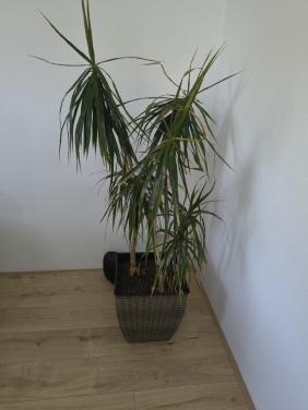 Kamerplant met pot