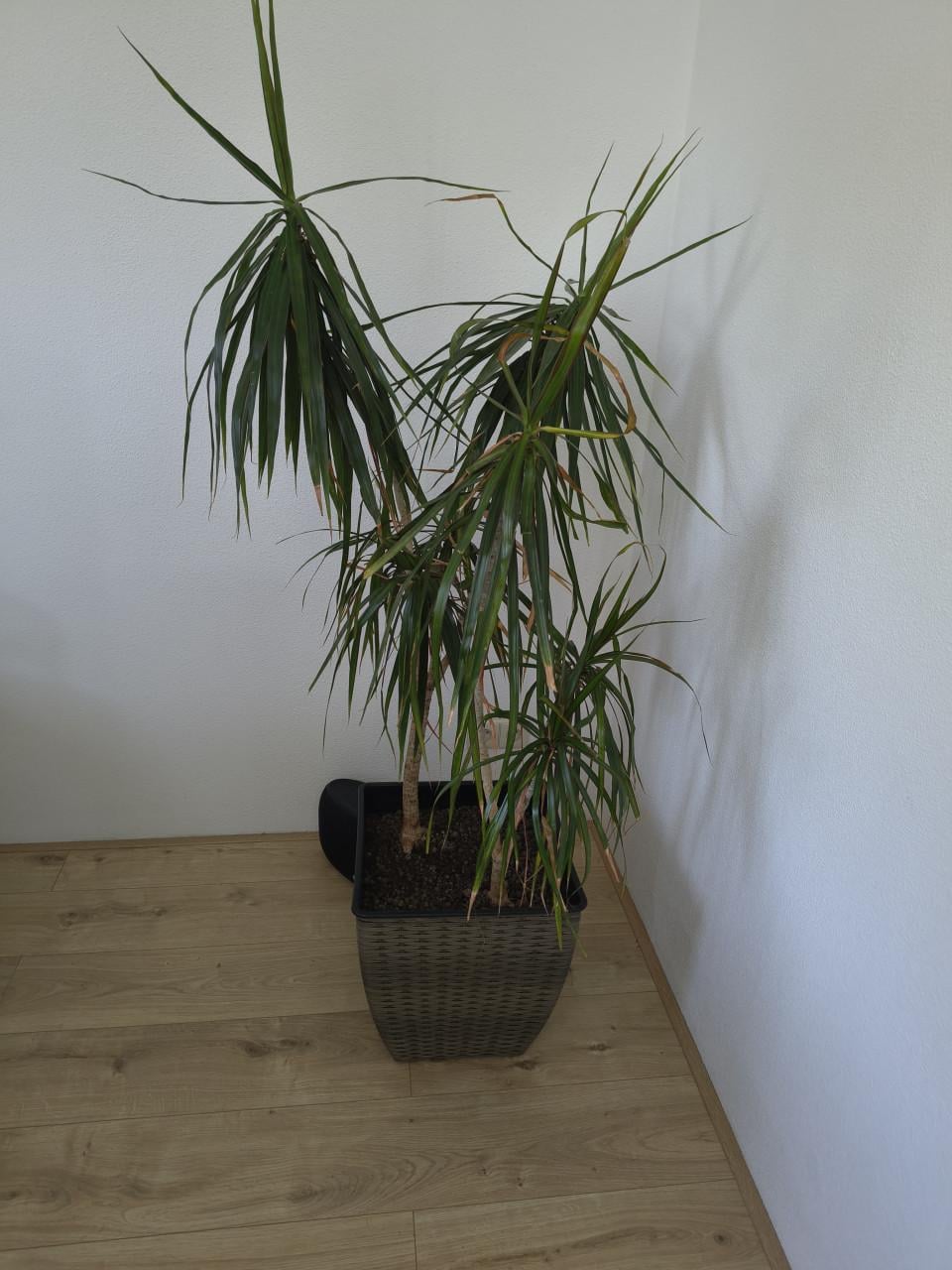 Kamerplant met pot