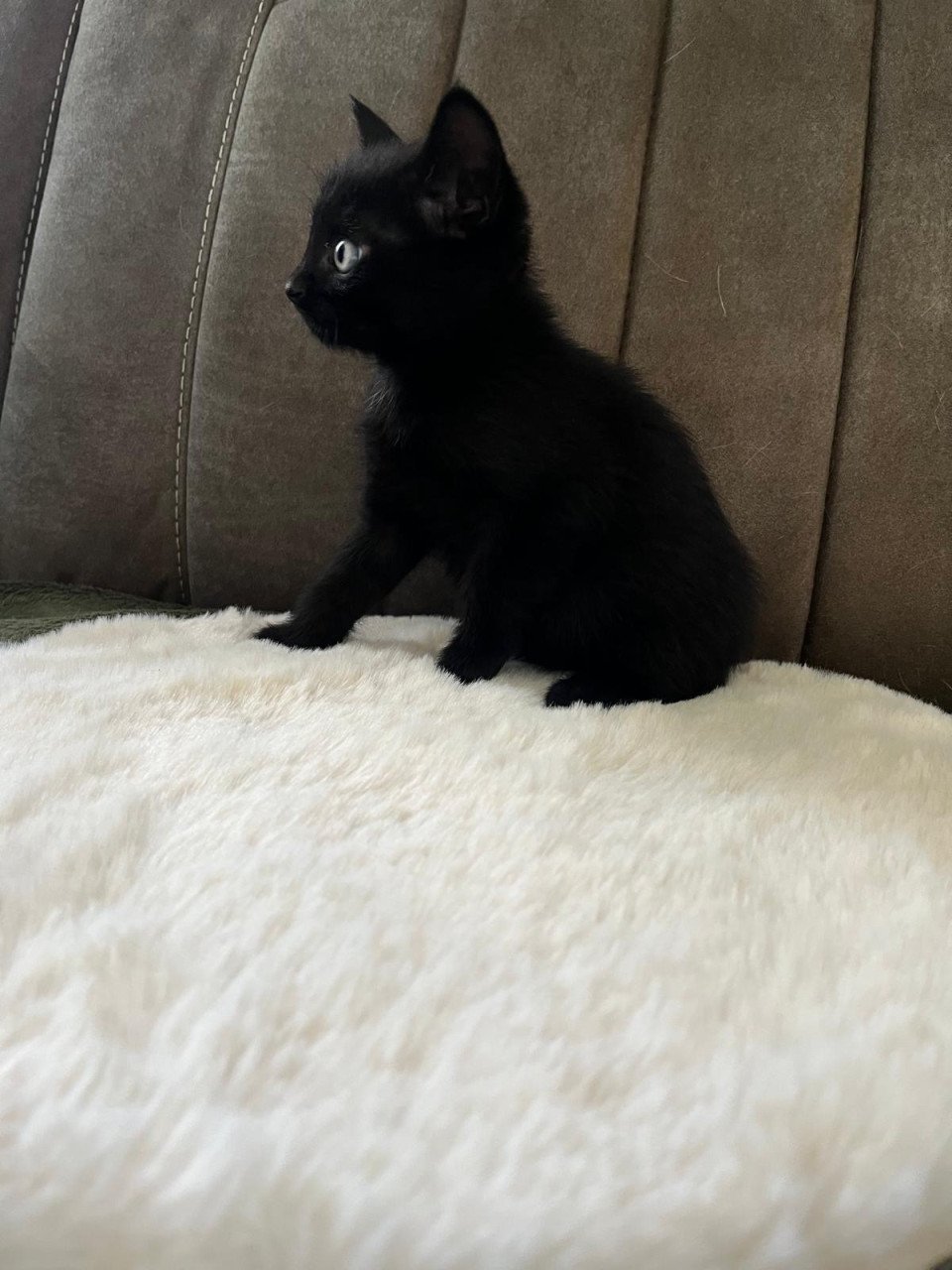 Leuke kittens