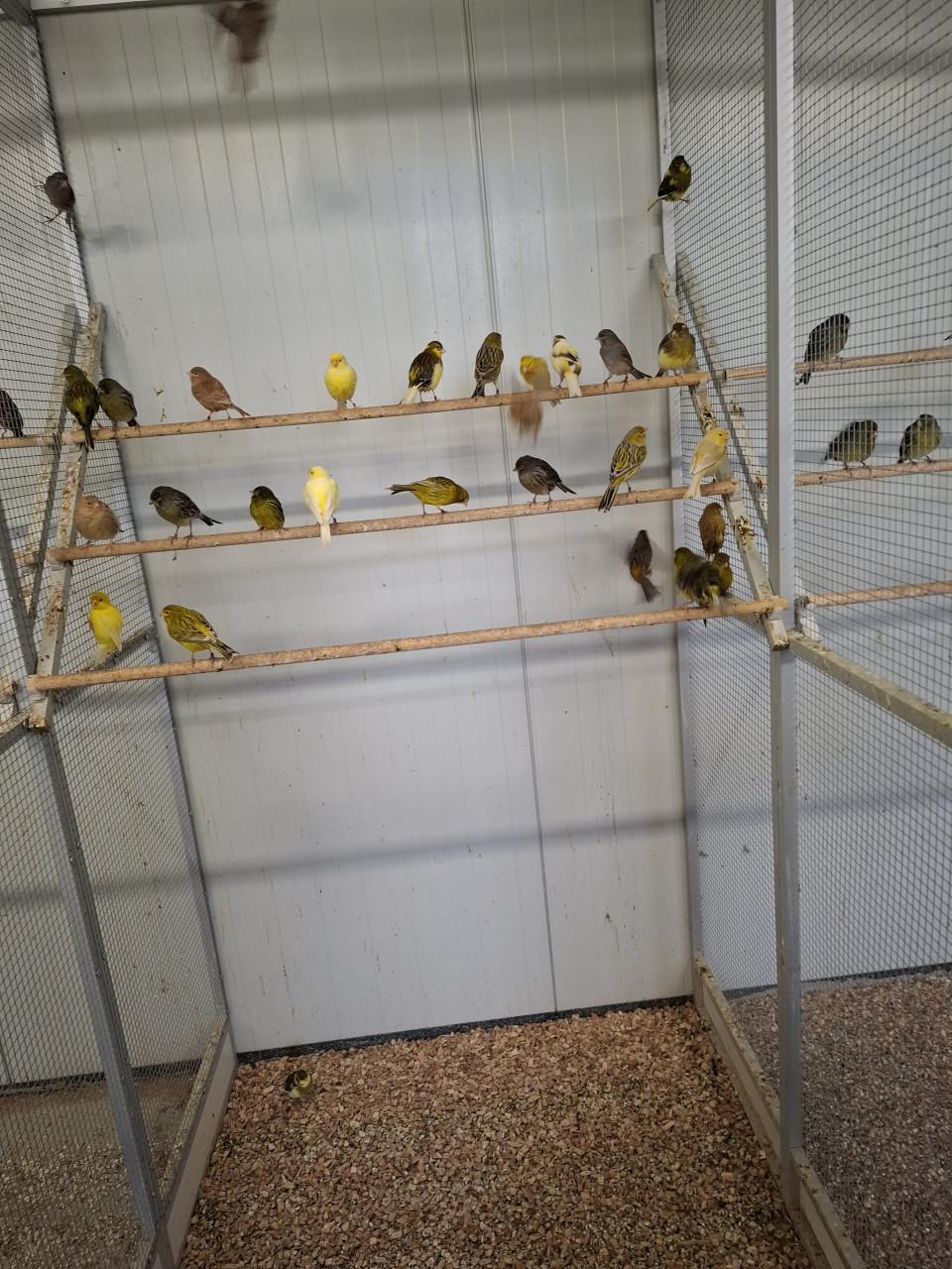 Ruime keuze uit allerlei volierevogels