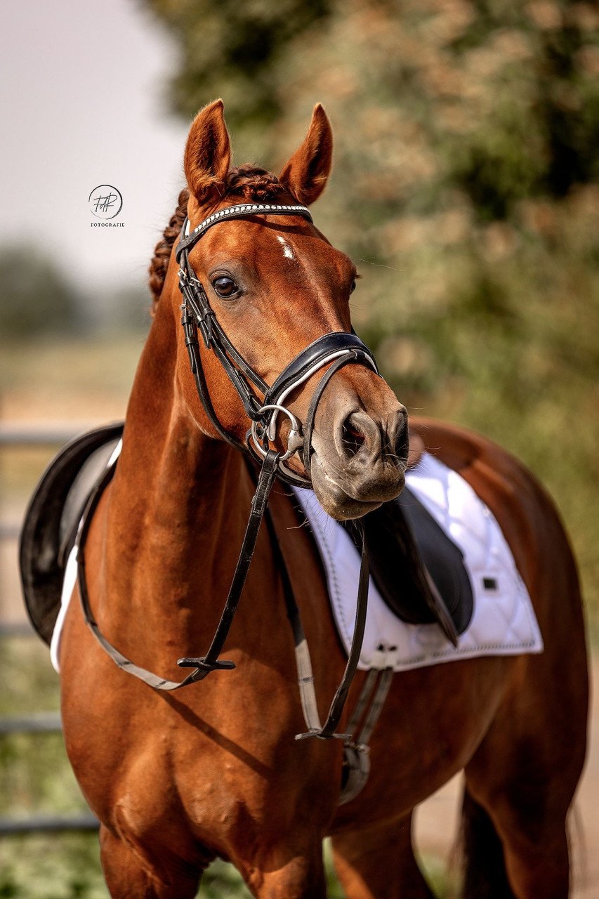 Leuke en lieve pony's te koop