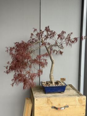 Bonsai acer goodblood treurboom stijl
