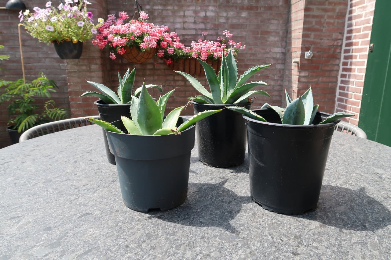 Te koop goed gewortelde en gezonde Agave ’s Americana €5,00 per stuk