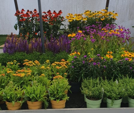 Tuinplanten OUDELANDE