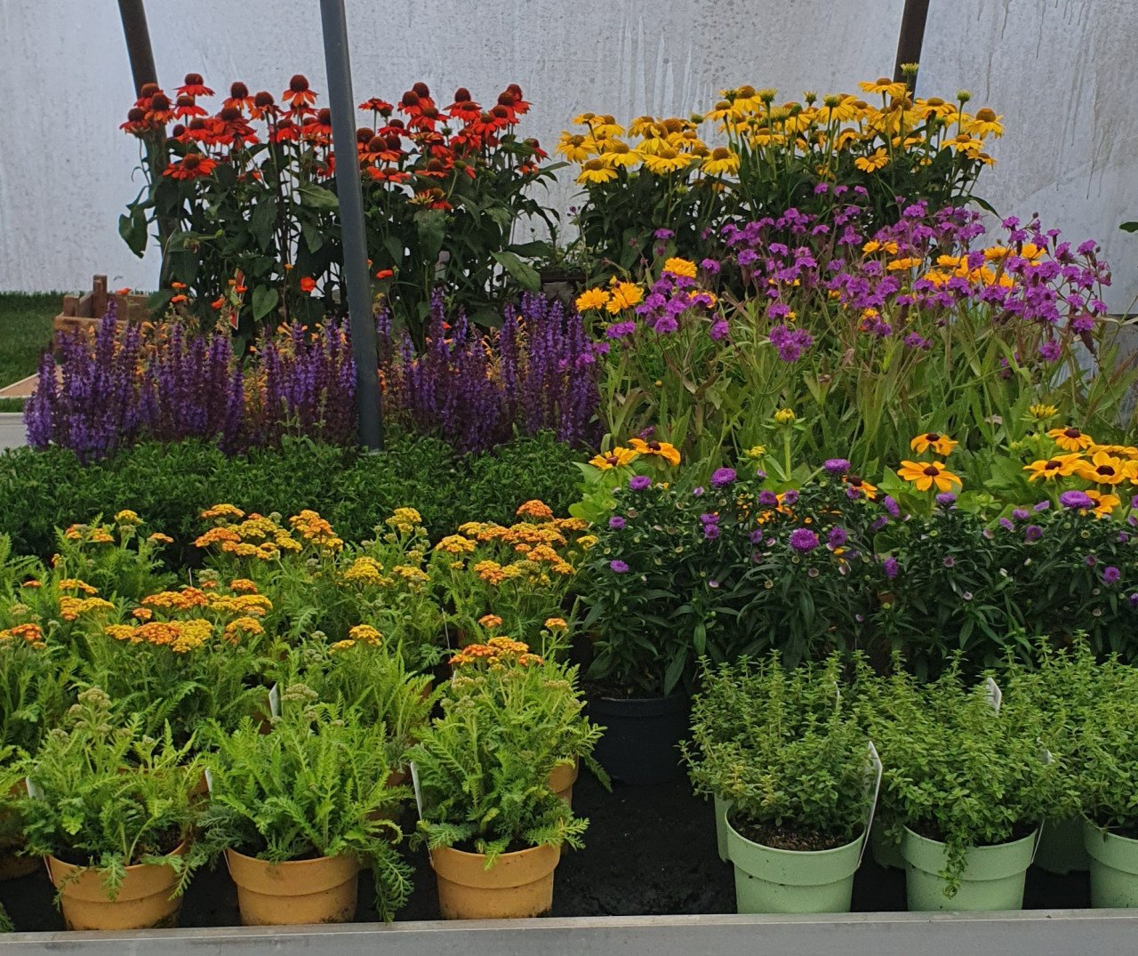Tuinplanten OUDELANDE