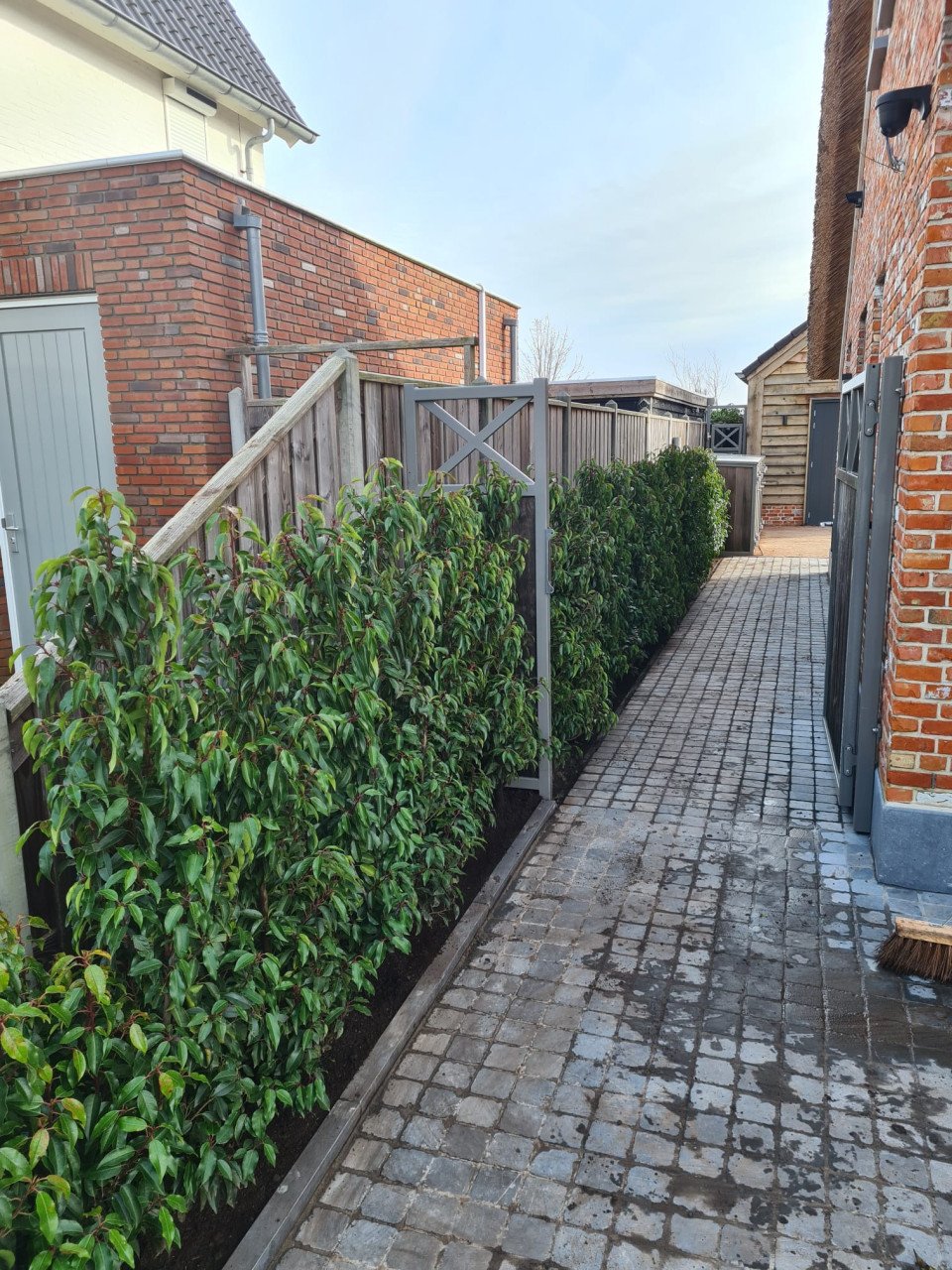 Portugese laurier haagplanten 125-150 cm direct beschikbaar!
