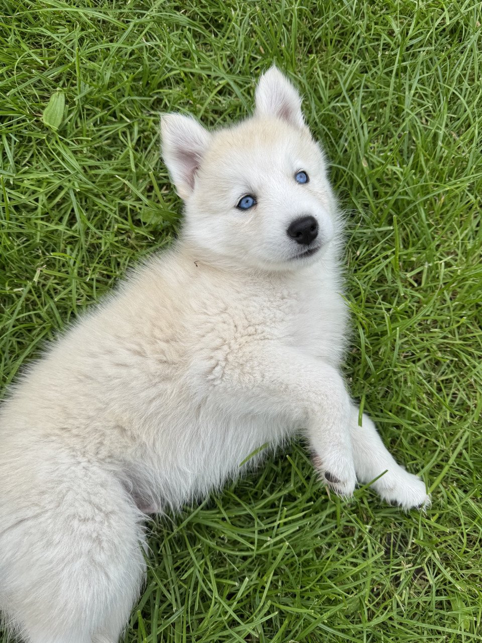 Pomsky Pups blue eyes