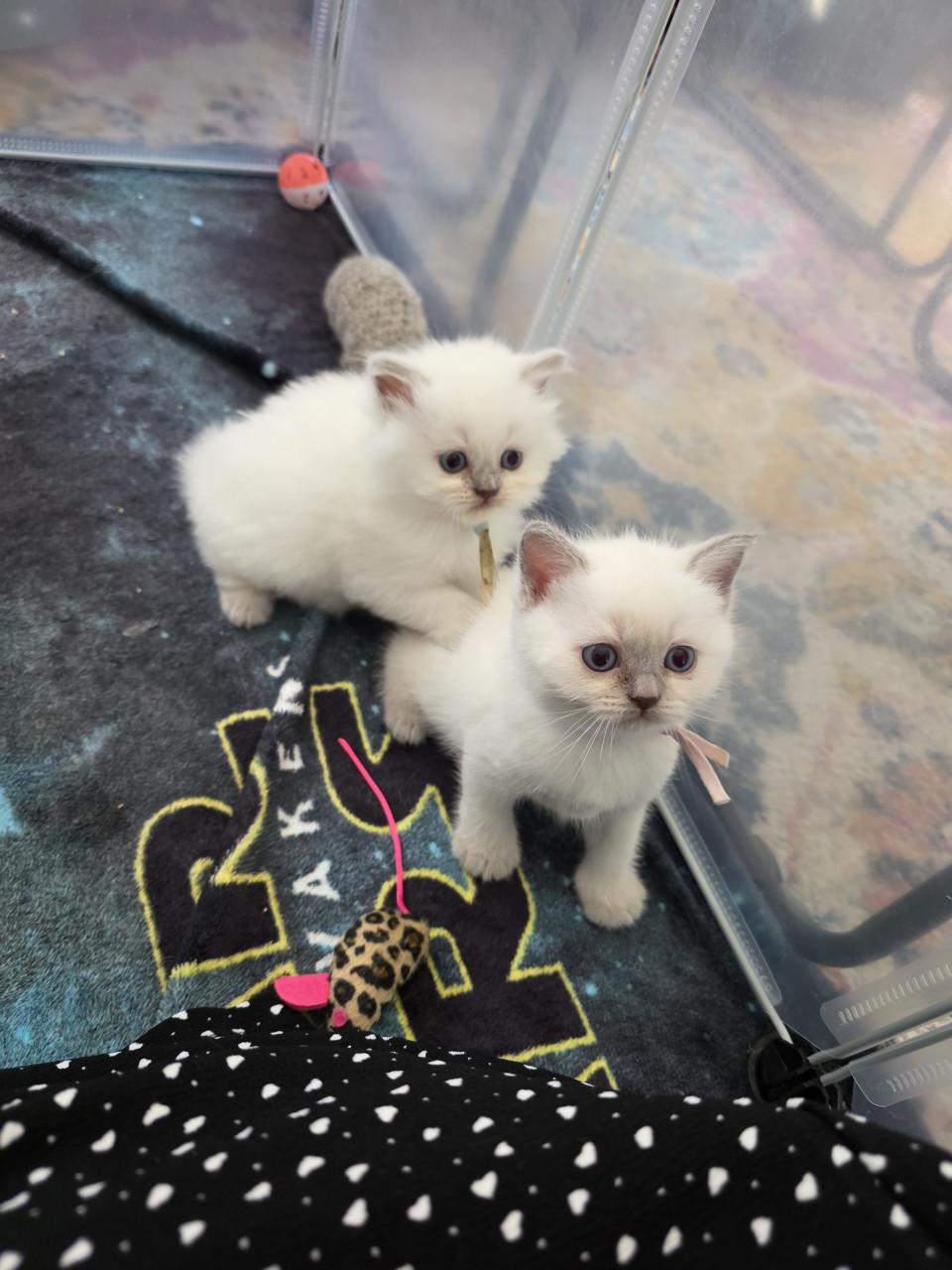 Brits korthaar en langhaar kitten lilac-point