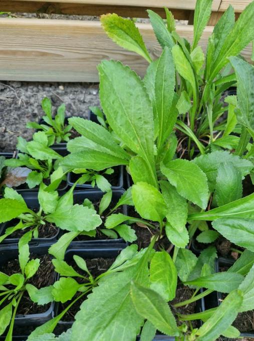 Gifvrije vaste tuinplantjes - zelfgekweekt
