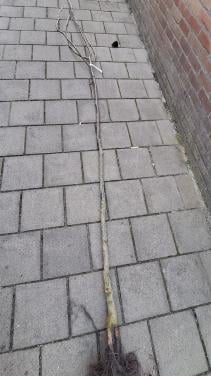 Veredelde walnotenboom