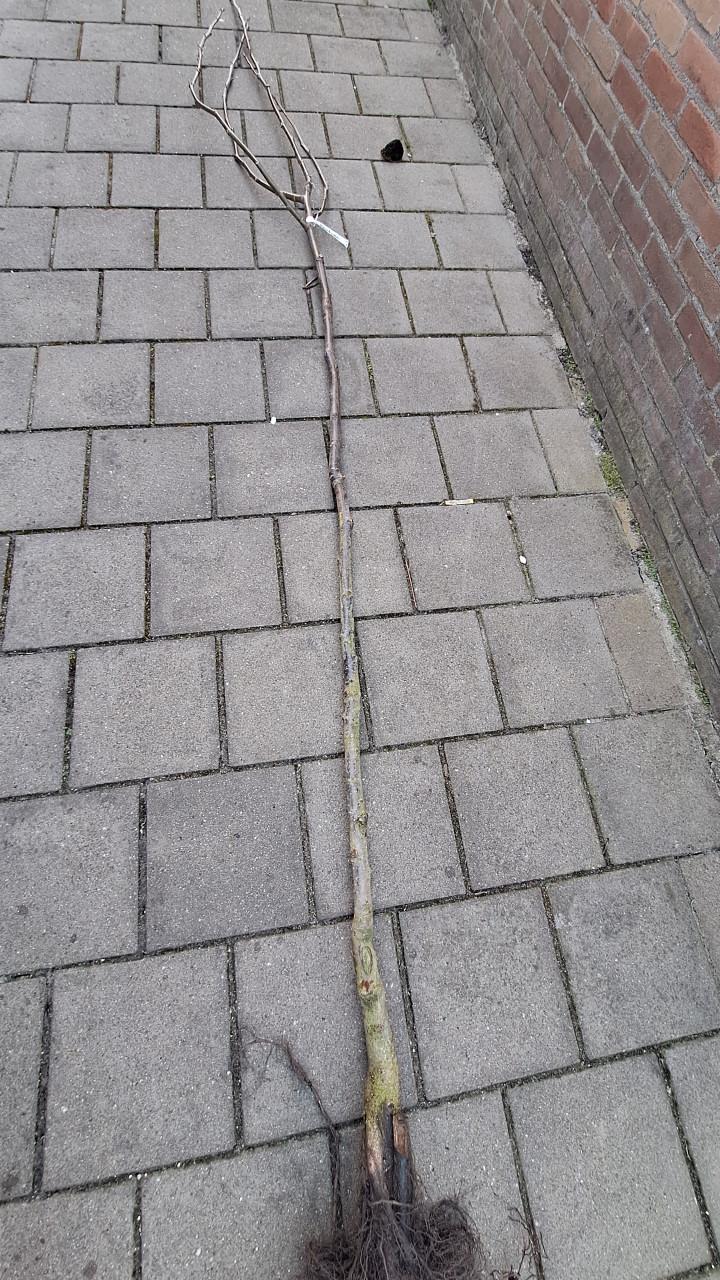 Veredelde walnotenboom