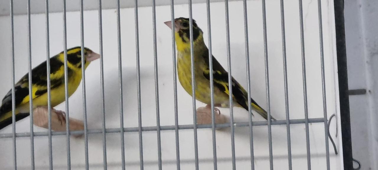 Koppel himalaya groenlingen