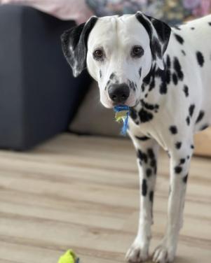 🐶 Gezocht: hondenoppas van ± 15 december t/m 18 januari