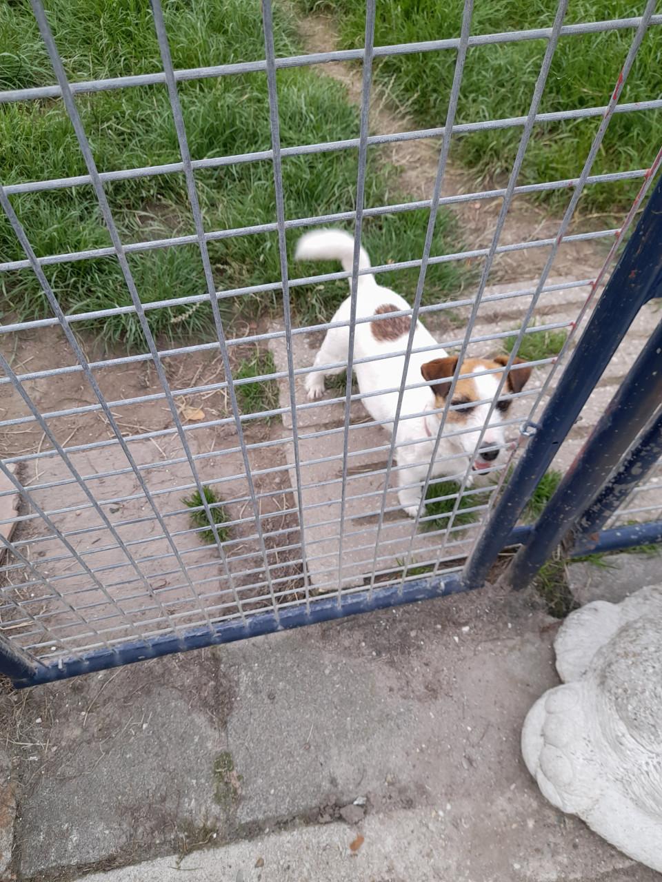 Jack russell Teefje