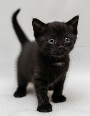 Kittens kitten poes poesjes kat katjes