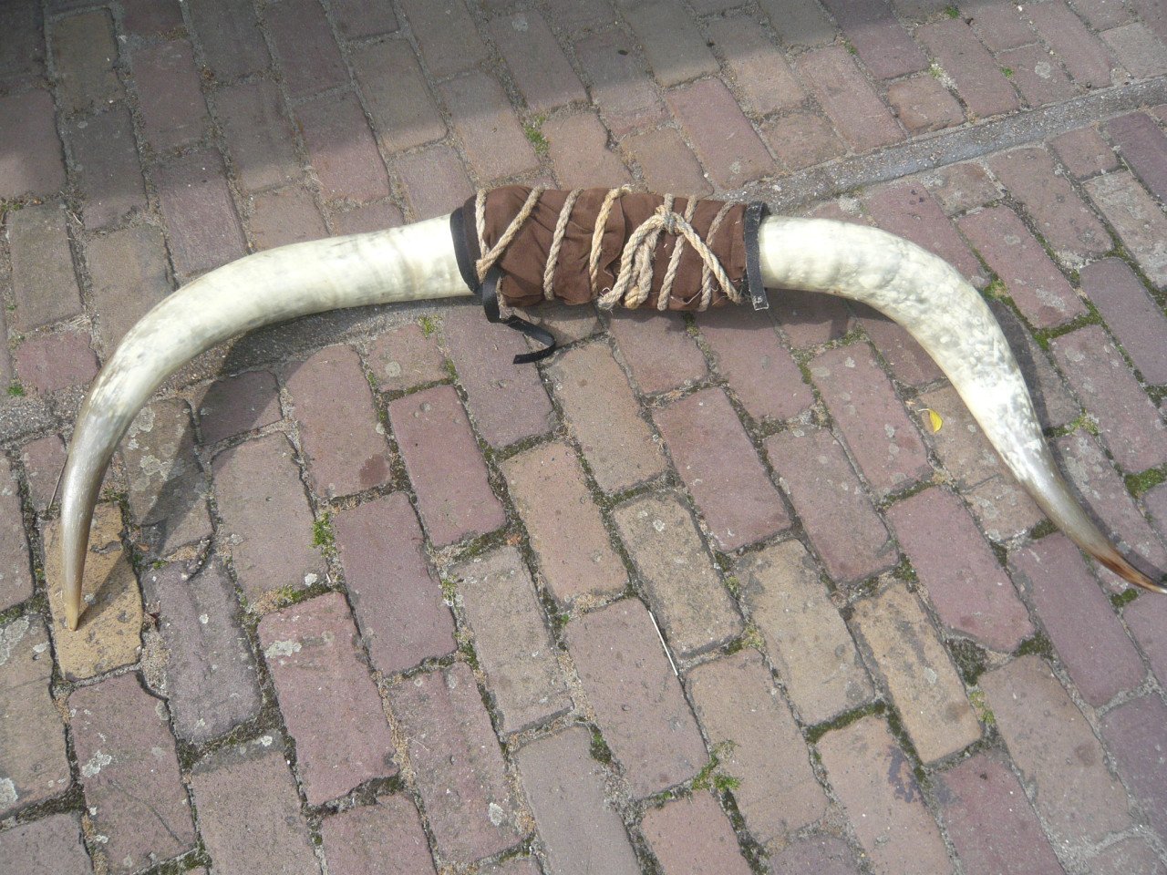 Koeienhoorn , bullshoorn