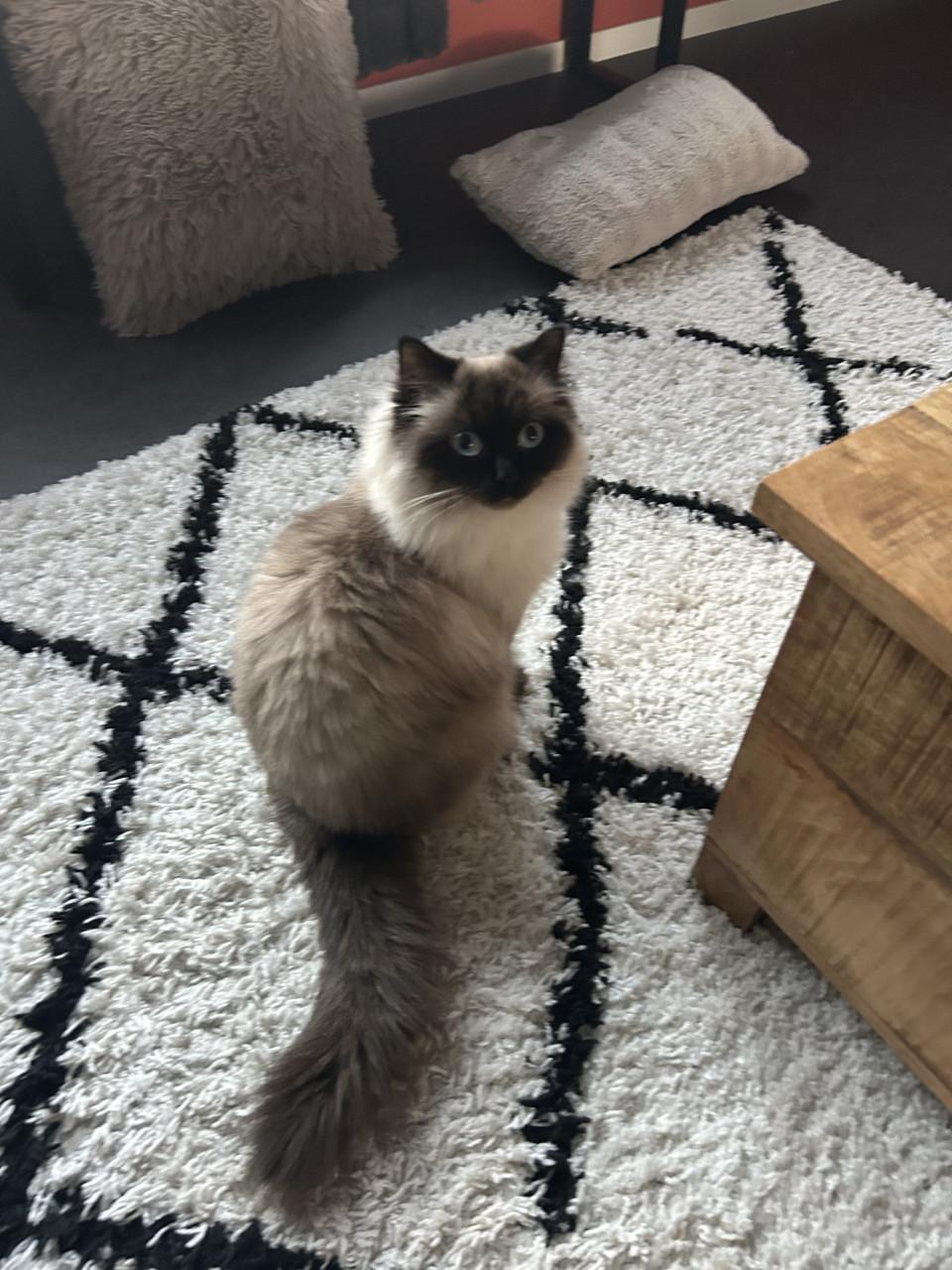 Ragdoll poes heldere blauwe ogen seal point 1,5 jr