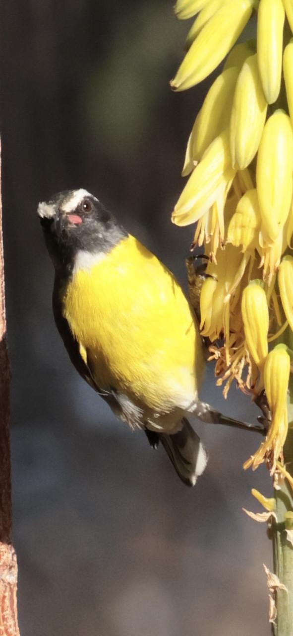 Vakantiehuis Curaçao