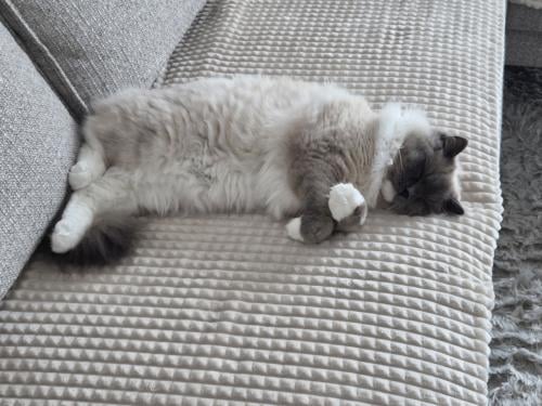 Kater 8 mnd over te nemen