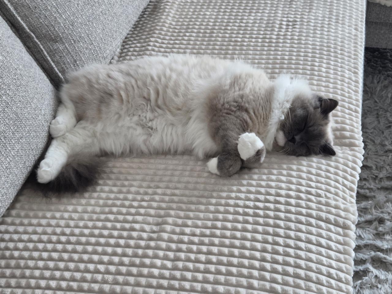 Kater 8 mnd over te nemen