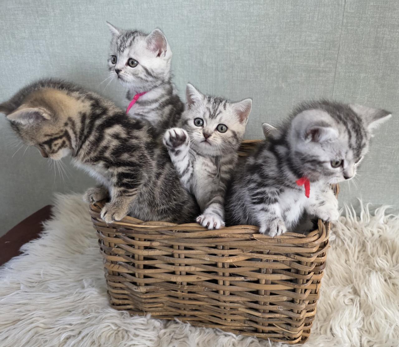 Brits korthaar kittens  (Whiskas)