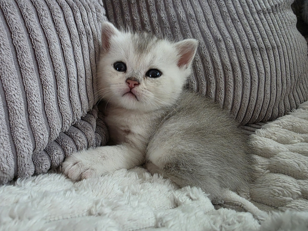 Brits korthaar silver tabby kittens
