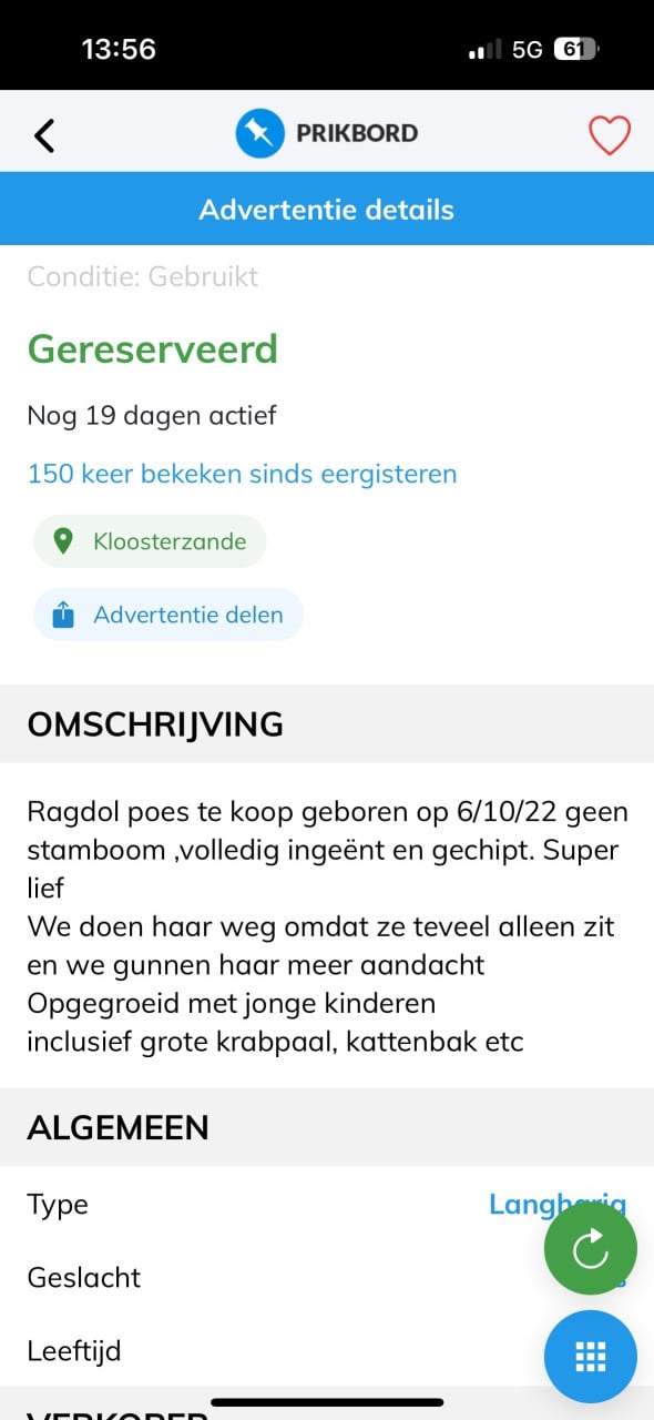 Ragdol poes