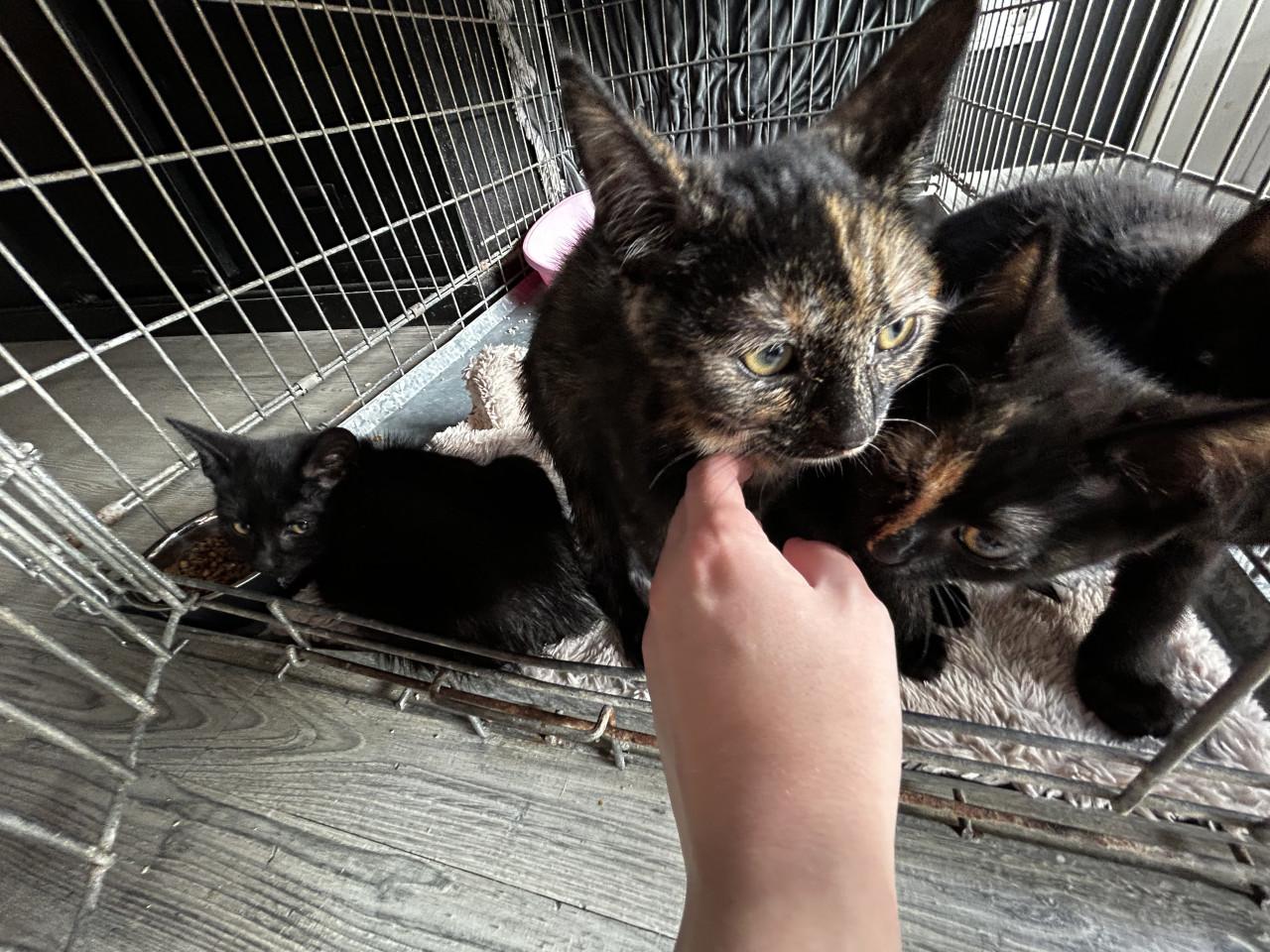 Kittens
