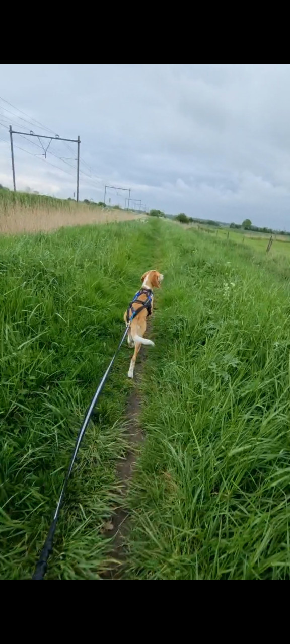 Non stop dogwear freemotion hardlooptuigje