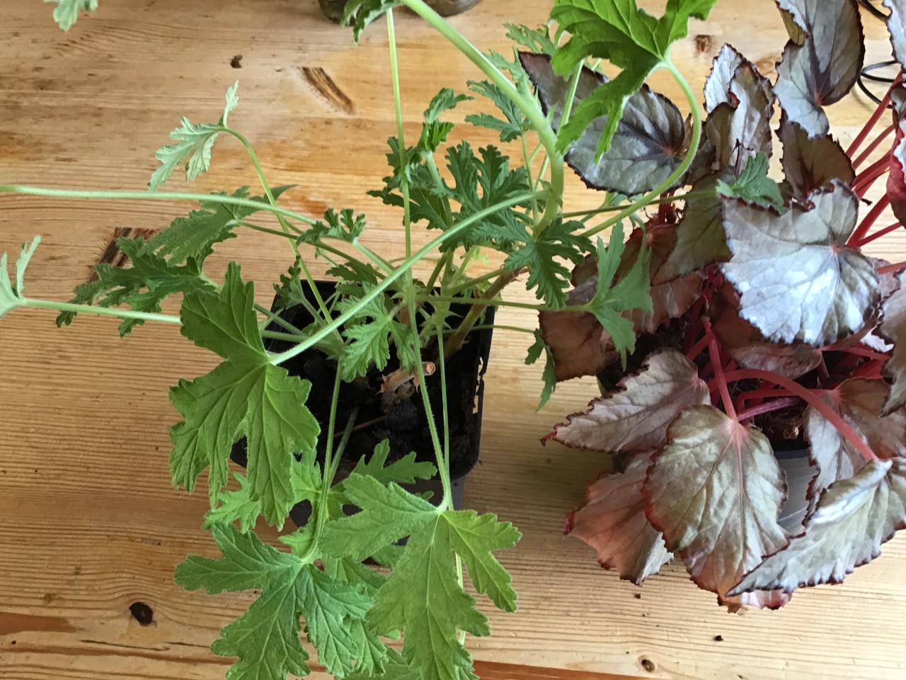 Citroen garanium en blad begania