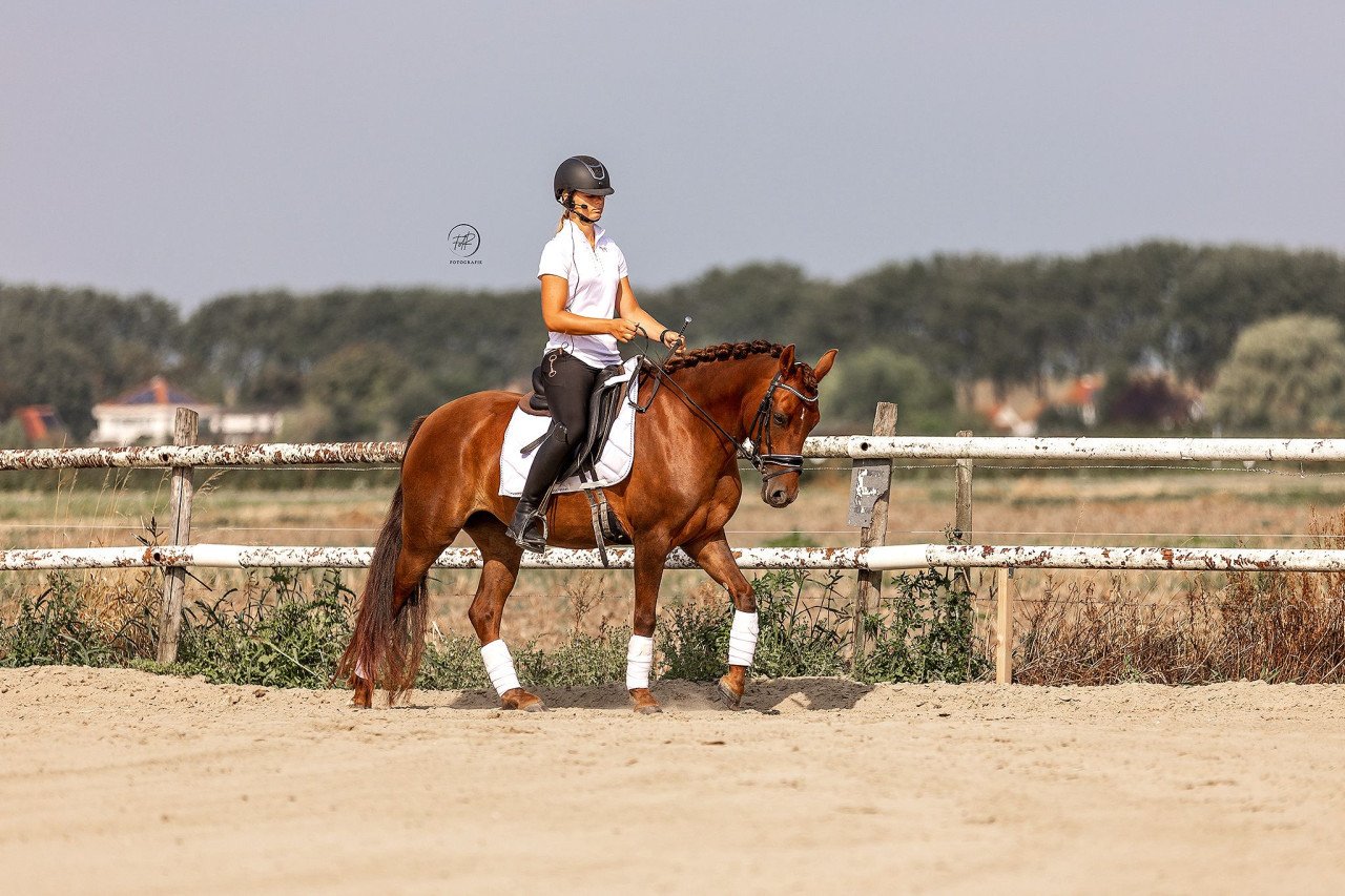 Knappe d pony