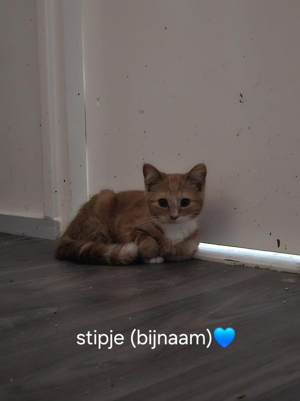 Katten/kitten adoptie