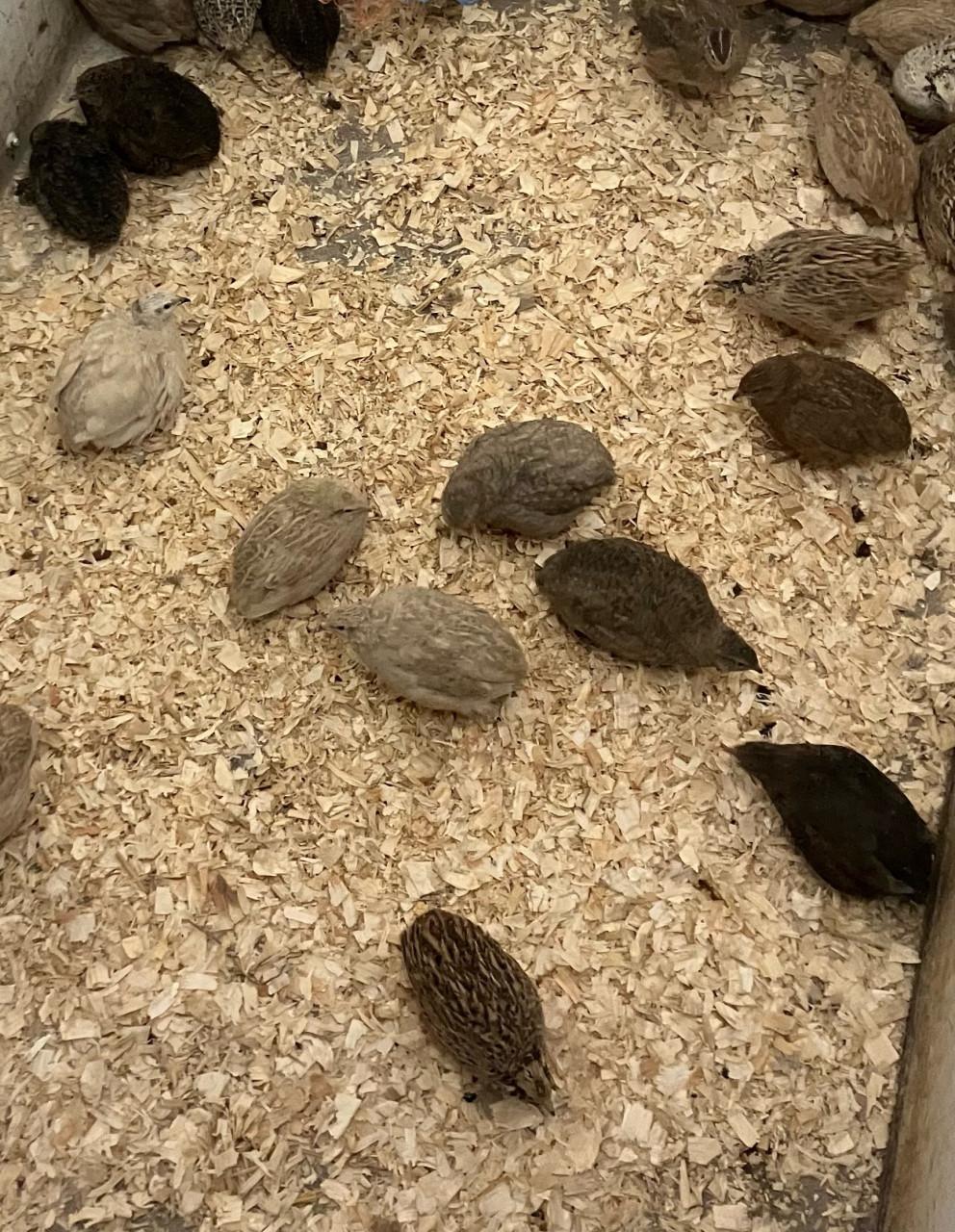 Japanse kwartel hennen