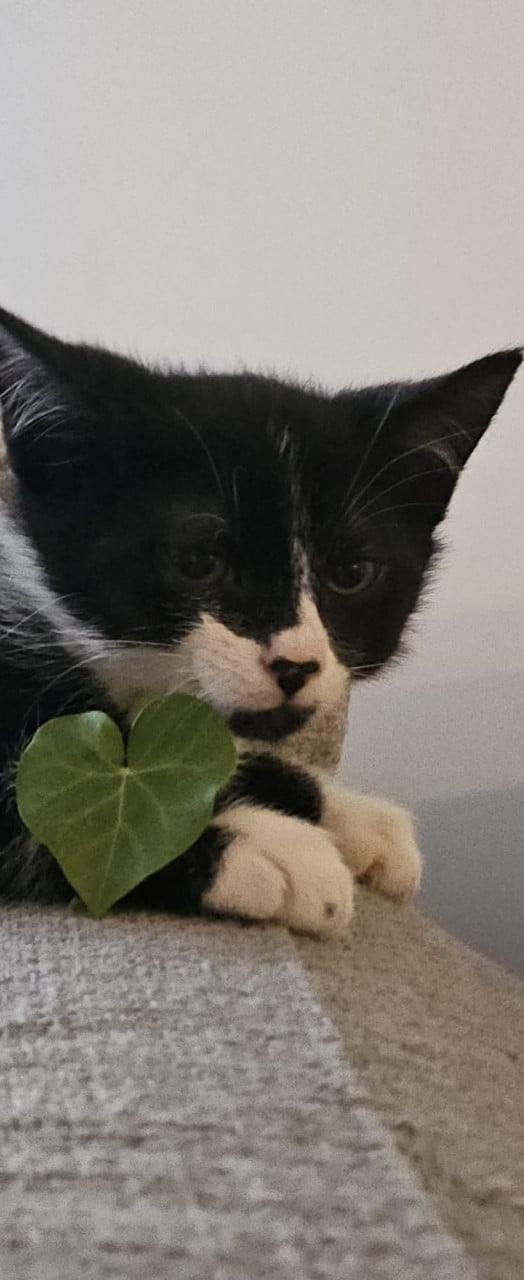 2 kittens van 13 weken zoeken een huisje