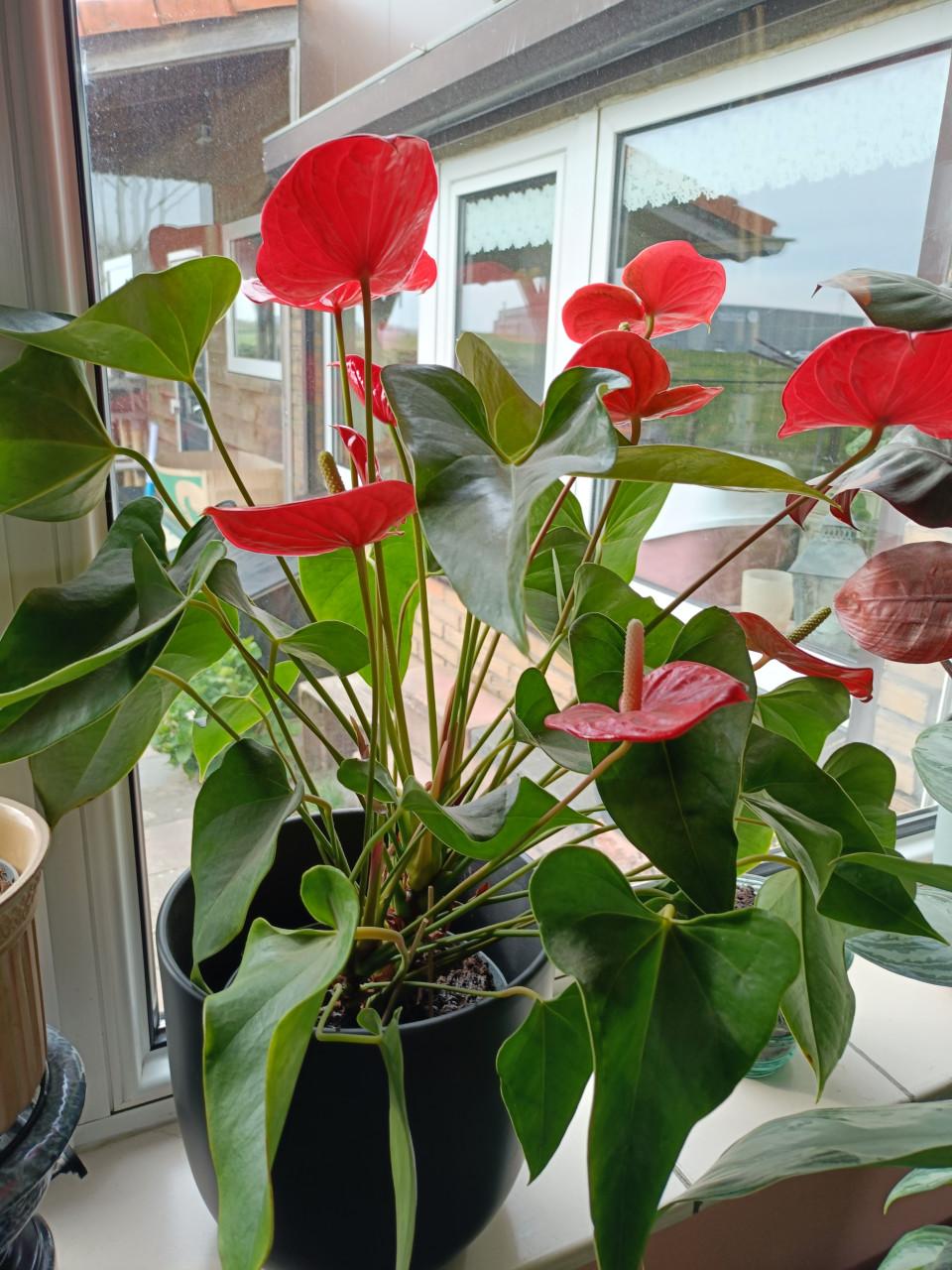 Rode Anthurium