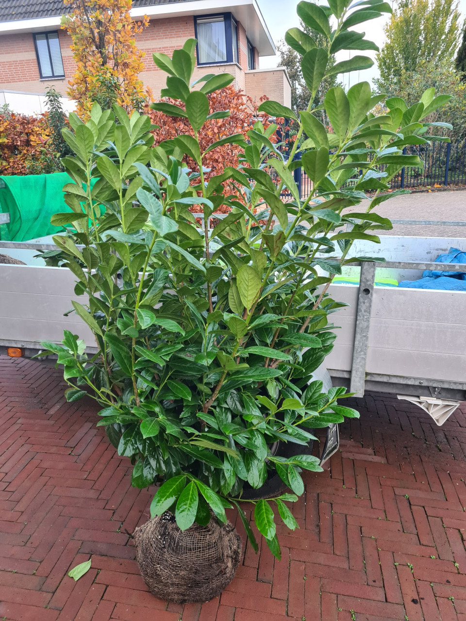 Laurierhaag - Prunus Novita in alle hoogtes