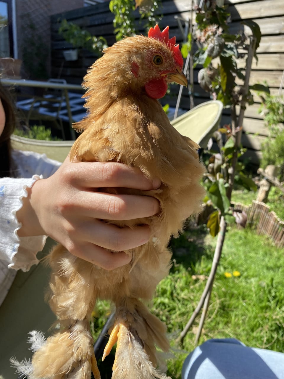 Haantje Cochin kriel Gratis