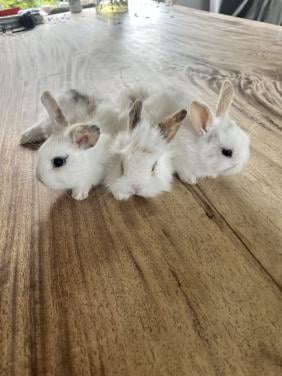 Baby konijnen