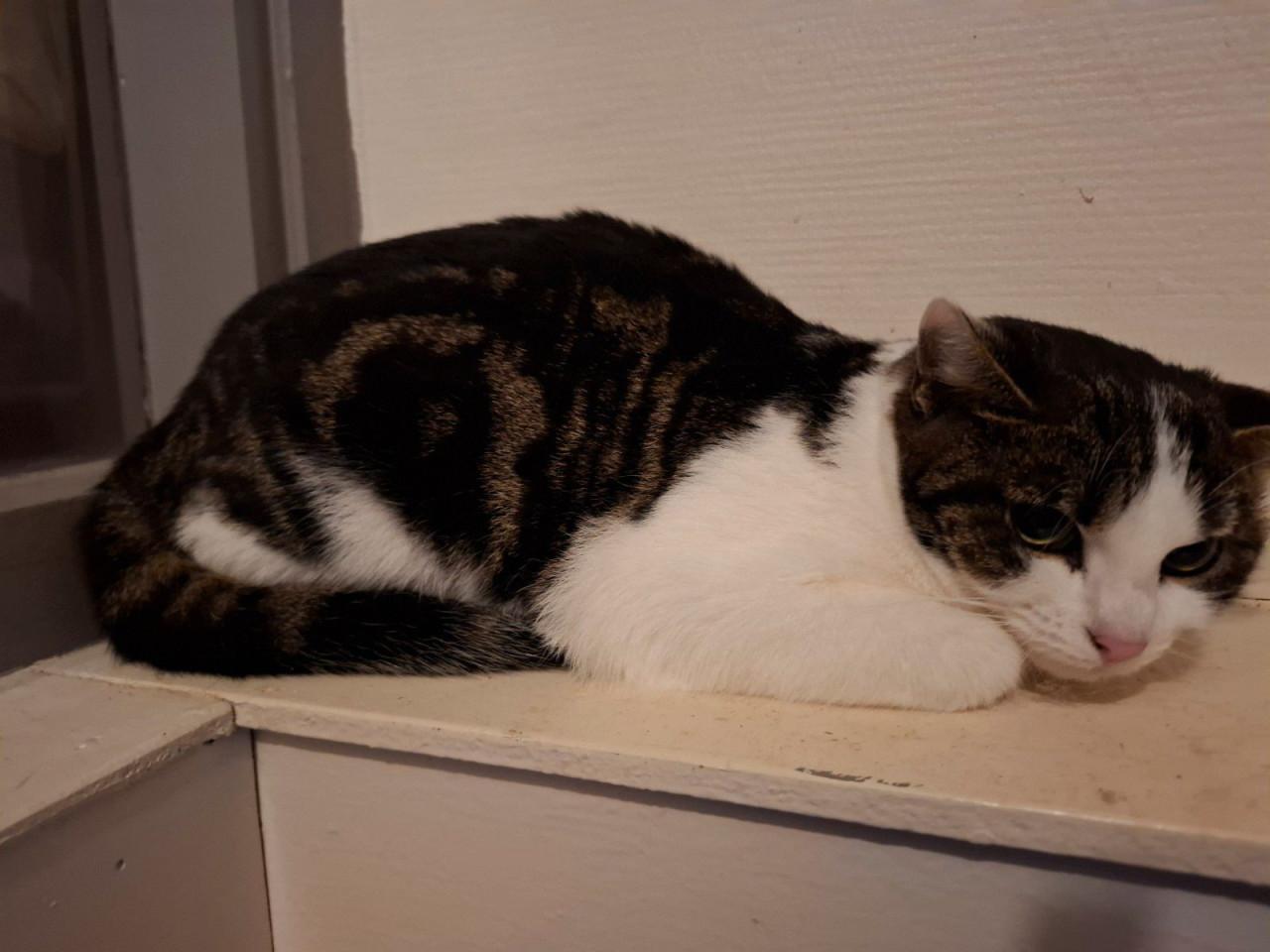 Poes / kattin 10 maanden zoekt nieuw huisje