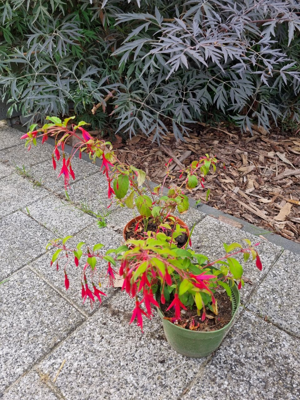 Fuchsia