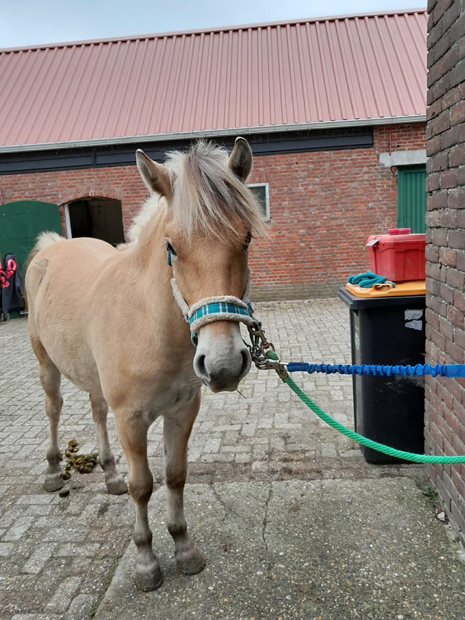 Fjorden ruin te koop