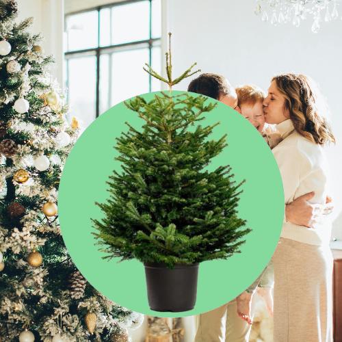 Kerstbomen
