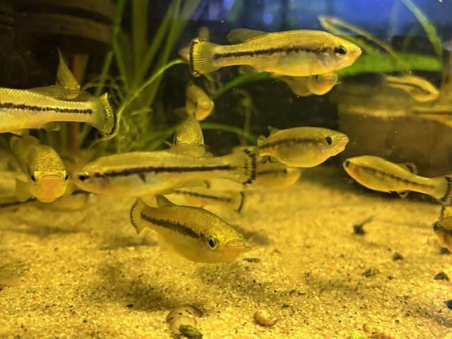 Ilyodon Furcidens "Cuauhtémoc"