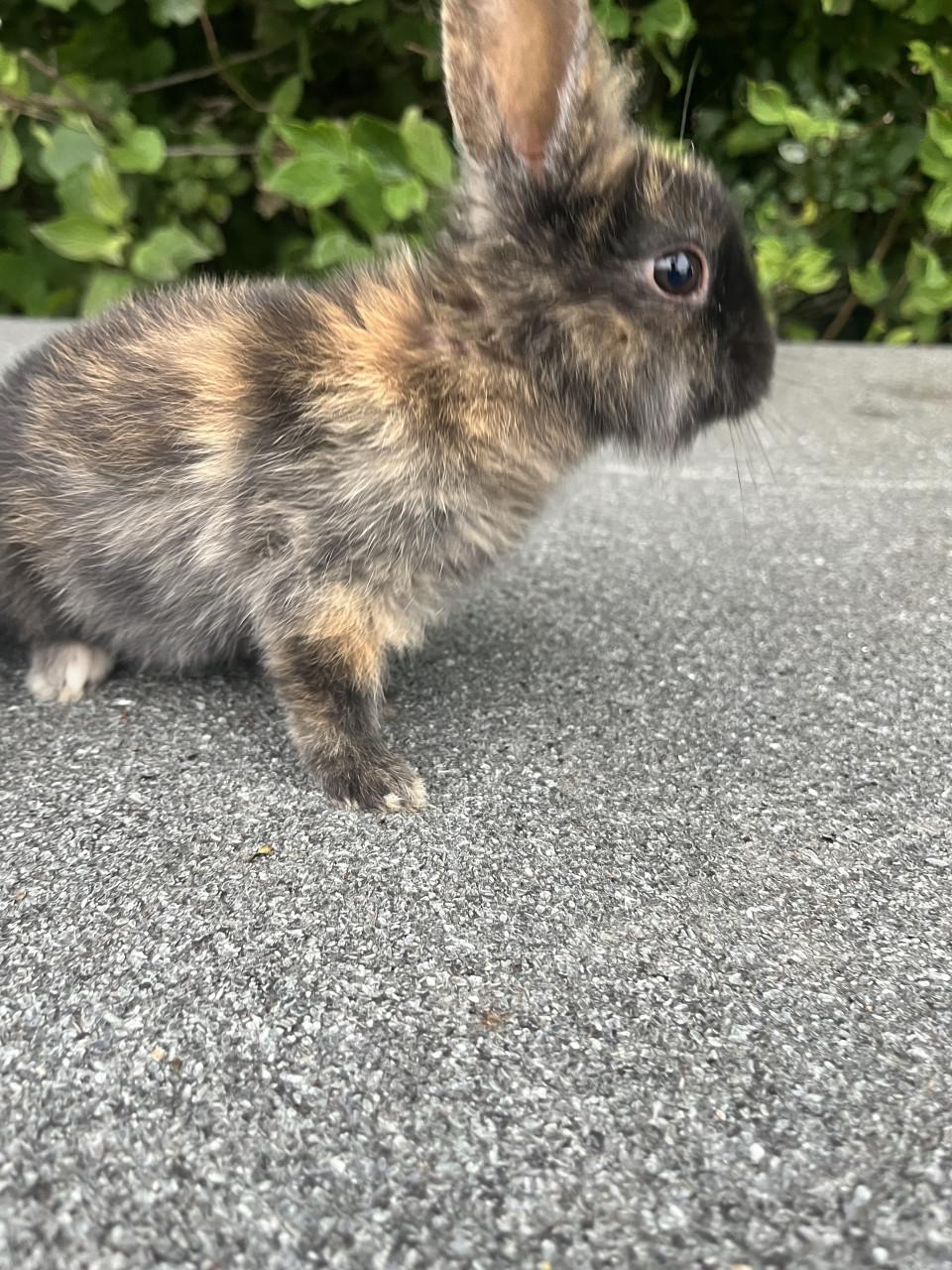 Baby konijntjes